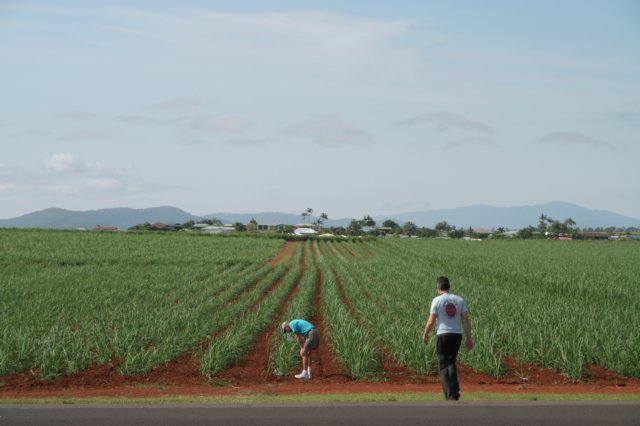 sugarcane.jpg